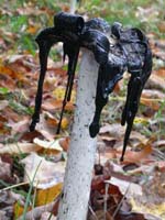 A Shaggy Mane's cap is completely dissolved at the end stage of its life. Coprinus comatus, old individual.